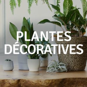 Plantes décoratives